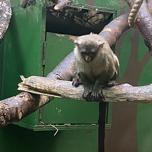 Black-tailed marmoset 200922