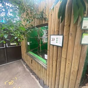 Black-tailed marmoset enclosure 200922