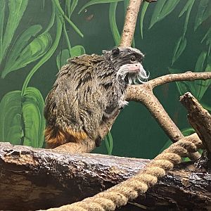 Bearded emperor tamarin 200922