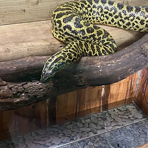 Yellow anaconda 200922