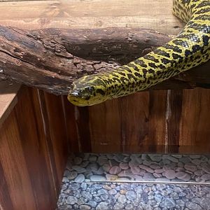Yellow anaconda 200922