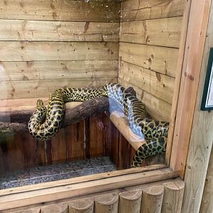 Yellow anaconda exhibit 200922