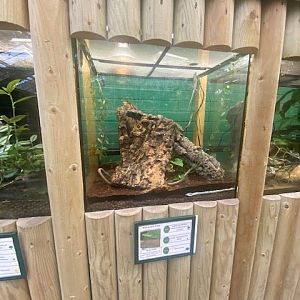 Green anole exhibit 200922