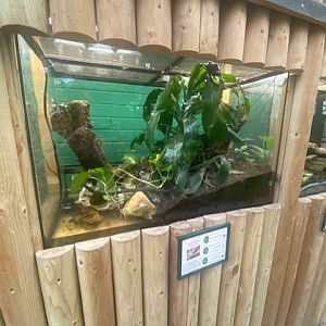 Garden tree boa exhibit 200922