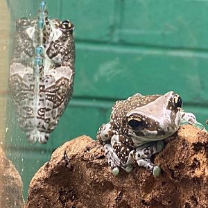 Amazon milk frog 200922