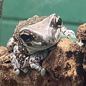 Amazon milk frog 200922