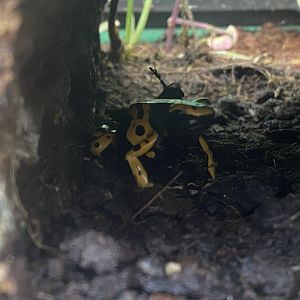Yellow and black poison dart frog 200922
