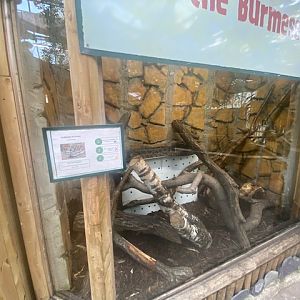 Burmese rock python exhibit 200922