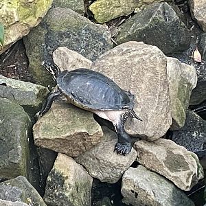 Cooter Pseudomys sp. 200922