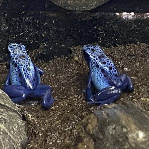 Blue poison dart frog 200922