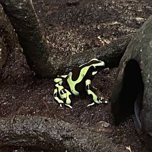 Green and black poison dart frog 200922