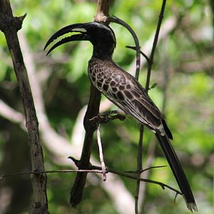 African grey hornbill