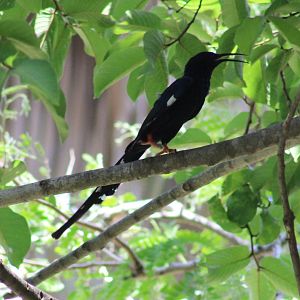 Green wood-hoopoe