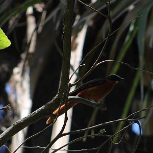 Snowy-crowned robin-chat