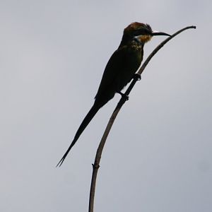 Blue-cheeked bee-eater