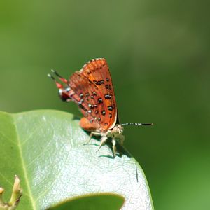 Common scarlet