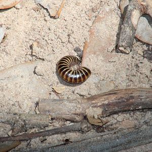 Millipede
