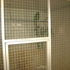 Dyrenes Verden - "Bird hallway" - Macaw aviary