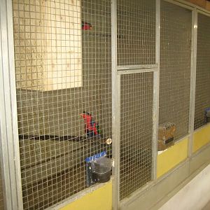 Dyrenes Verden - "Bird hallway" - Black-capped lory aviary