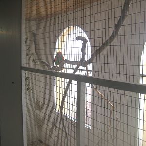 Dyrenes Verden - "Bird hallway" - Amazon aviary