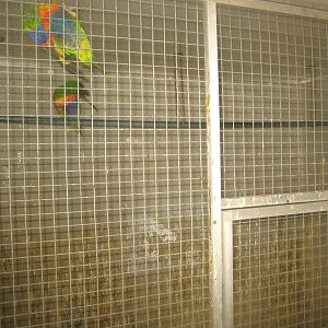 Dyrenes Verden - "Bird hallway" - Swainson's lorikeet aviary