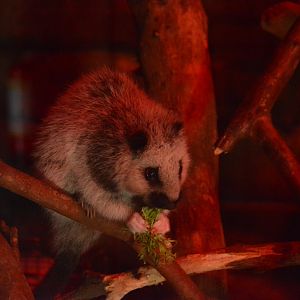 Cloud Rat 28/10/2022