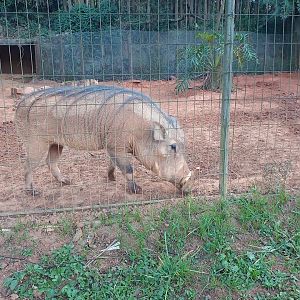 African warthog