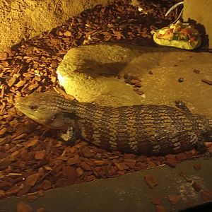 Common blue tongued skink