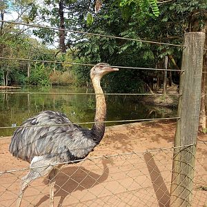 Greater rhea