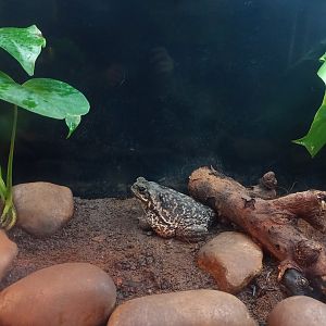 Rococo toad