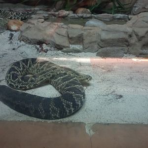 Tropical rattlesnake