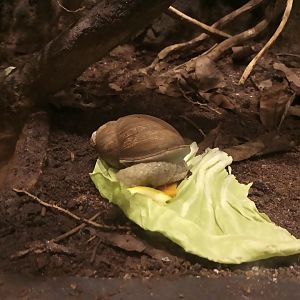 Giant south American snail
