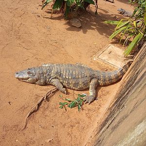 Broad snouted caiman