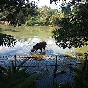 South American tapir