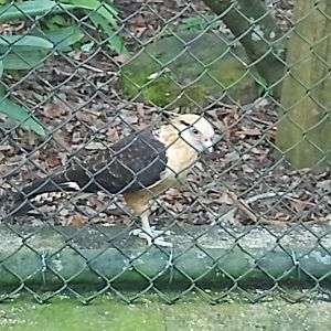 Yellow headed caracara