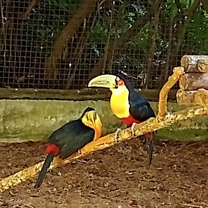 Green billed toucan