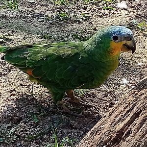 Orange winged amazon