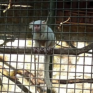 Albino Common marmoset