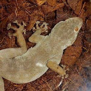 Ptyodactylus hasselquistii