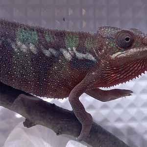 Furcifer pardalis Ambilobe