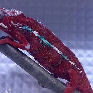 Furcifer pardalis Tamatave