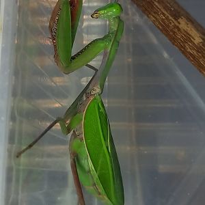 Australian giant mantis - Hierodula majuscula