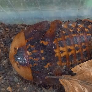 Panama giant cockroach - Archimandrita species