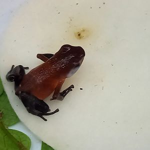 Dart frog ID