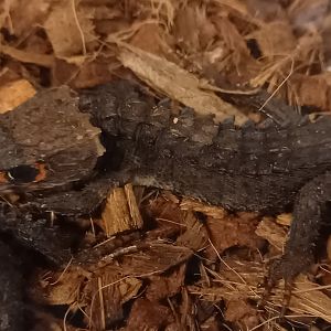 Red-eyed crocodile skink - Tribolonotus gracilis