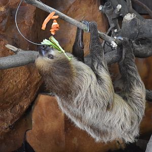 Linnaeus's two-toed sloth（Choloepus didactylus）