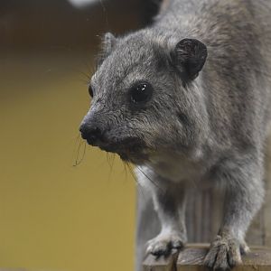 Arabian rock hyrax, Procavia capensis jayakari