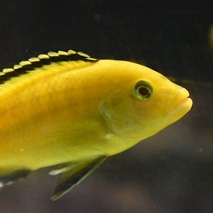 Blue streak hap, Labidochromis caeruleus