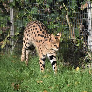 Serval, Leptailurus serval