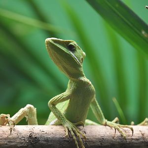 Serrated casquehead iguana, Laemanctus serratus